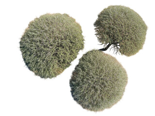 Three round green thorny shrubs with intricate branch structure isolated on a transparent background