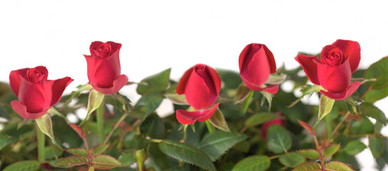 pretty red flowers blooming in the foliage of a rose bush on white backgrond