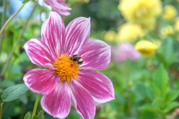 close up on bumblebee foraging the yellow heart of a dahlia flower with pink petals