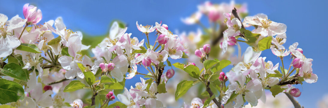 closeup on branch covered with white flowers and pink buds of flowers of a apple tree on blue sky background in springtime - Powered by Adobe