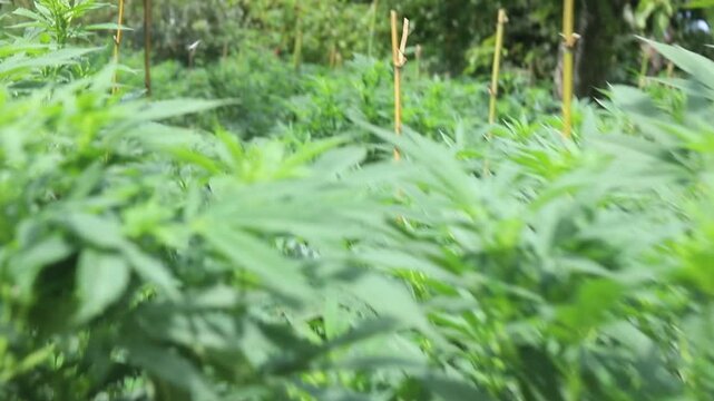 Video of an outdoor cannabis sativa and indica plantation for the production of THC and CBD-based medicine. Legal and organic plantation of marijuana plants grown in soil and in buckets, cultivated ou