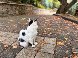 Back View of Black and White Cat Sitting on Paved Road