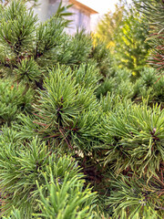 Lush Green Pine Tree Branches with Rain Drops Close Up