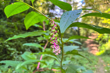 Vertical Cluster of Green Pokeweed Berries with Water Drops