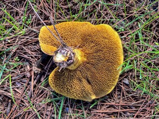 Detailed Macro of Yellow Mushroom Pores and Stem Texture
