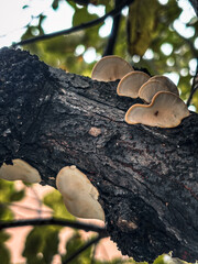 Low Angle View of Bracket Fungi on Tree Trunk