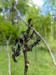 Tree foliage damaged by spring frosts, black walnut leaves after night frost.