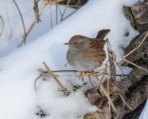 Dunnock, Prunella modularis. Winter morning, a bird sits on a plant stem
