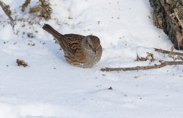 Dunnock, Prunella modularis. The bird stands in deep snow, eating plant seeds