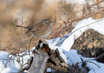 Dunnock, Prunella modularis. Winter morning, a bird sits on a snag covered with snow