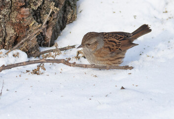 Prunella modularis. On a frosty winter morning, a bird walks along the snow-covered riverbank
