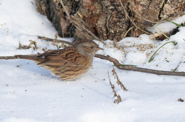 Dunnock, Prunella modularis. A frosty winter morning, a bird eats plant seeds