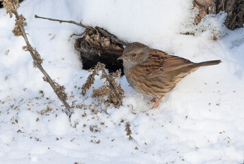 Dunnock, Prunella modularis. A frosty winter morning, a bird eats plant seeds