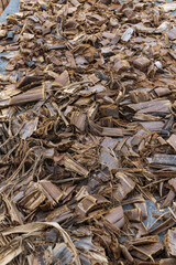 Chopped and sun-dried banana tree sheaths prepared as organic compost material for vegetable gardening, sustainability concept.