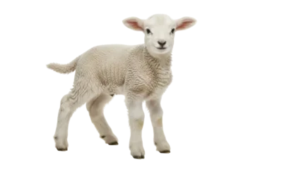 Fotobehang Schapen Adorable lamb PNG isolated on transparent background, cute baby sheep with fluffy wool for spring and Easter designs  © PAPADOMUS