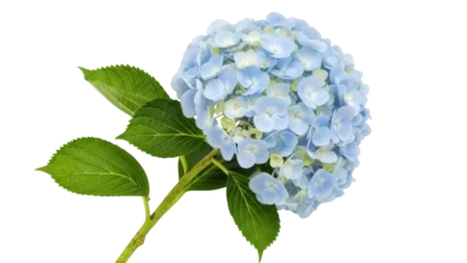 Fotobehang Hortensia Beautiful blue hydrangea flower isolated PNG on transparent background, delicate floral blossom for spring and summer designs  © PAPADOMUS