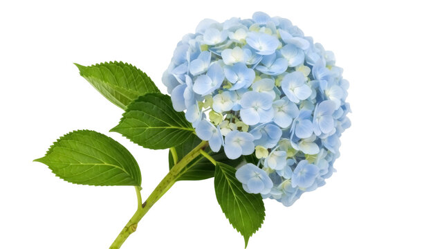 Beautiful blue hydrangea flower isolated PNG on transparent background, delicate floral blossom for spring and summer designs