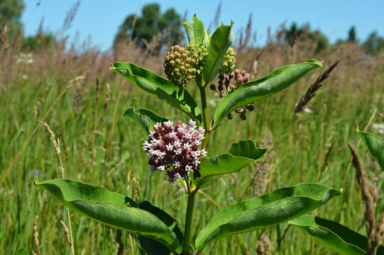 Milkweed blooming in the meadow