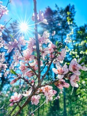 The peach tree blooms with pink flowers, and the cherry tree in spring.
