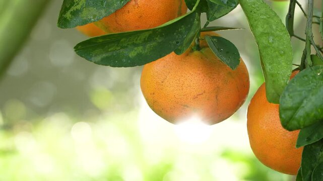 Macro shot of fresh mandarin orange with dew drops and sun flare on water in a Vietnamese garden.