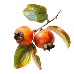 loquat isolated on transparent background