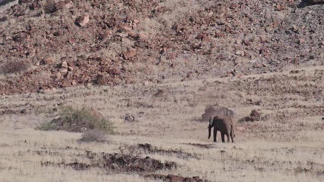 Rare desert elephants or desert-adapted elephants, in Namib desert, Namibia, Africa