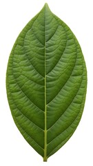 Obraz premium Green Leaf Isolated on White Background