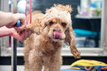 Combing the long ears of an American cocker spaniel in a dog salon.