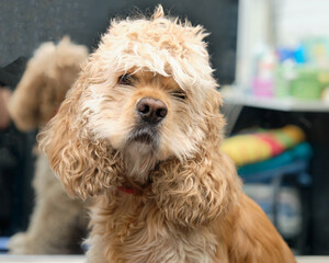 american cocker spaniel hairy portrait close-up in grooming salon