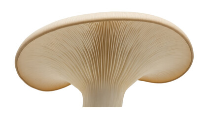Oyster mushroom isolated PNG on transparent background, edible fungus with gills for cooking and culinary use, beige color © PAPADOMUS