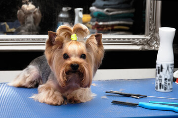 The Yorkshire Terrier lies on the grooming table in the zoo salon with a beautiful haircut for every day.