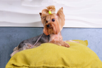 a Yorkshire Terrier with a beautiful haircut lies on a pillow.