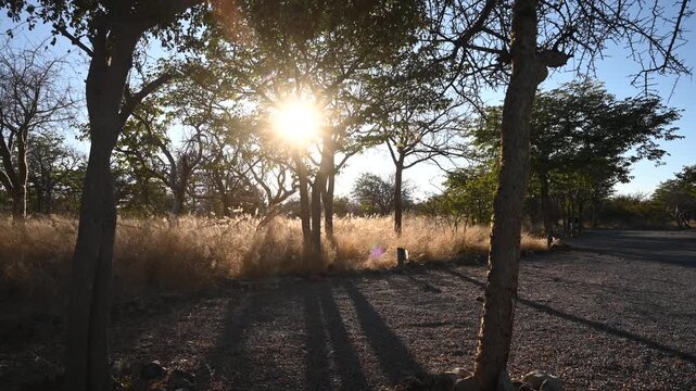 Sunrise in Africa, sunlight through the tree branches. Timelapse