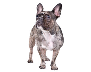 Cute French bulldog standing looking up isolated on white background
