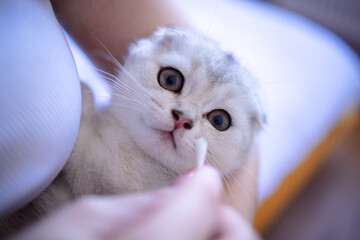 Adorable fluffy kitten with green eyes being gently held by a person, showcasing a tender moment of care and affection in a cozy indoor setting