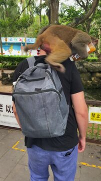 Monkey steals juice bottle from tourist's backpack in China. Humorous human-wildlife encounter during travel, unexpected moment. Vertical video.
