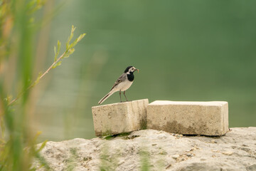 Bachstelze (Motacilla alba) steht auf Betonblock am Wasserufer, mit Insekt im Schnabel....