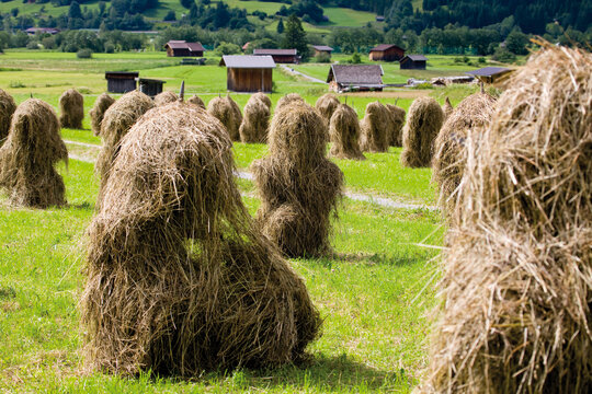 Haystacks on a green field in Ehrwald Tyrol Austria rural landscape