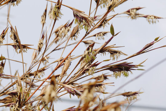 Bambus,  Bambus oldhamii