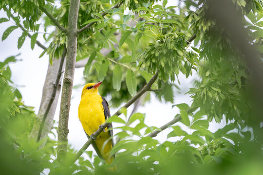 Goldpirol (Oriolus oriolus) sitzt zwischen gr&uuml;nen Bl&auml;ttern im Baum. Leuchtend gelbes Gefieder, nat&uuml;rlicher Lebensraum und weiches Bokeh &ndash; stimmungsvolle Wildlife-Aufnahme.