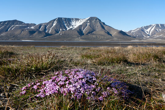 Moss campion blooming in arctic landscape near mountains in Svalbard