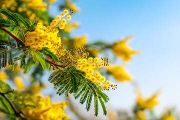 Yellow mimosa flowers bloom, heralding spring in the beautiful French Riviera Generative AI