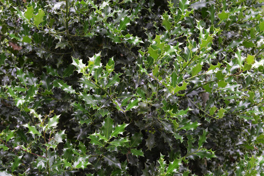 Europ&auml;ische Stechpalme, Ilex aquifolium