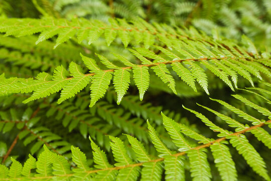 Close up of green fern fronds of black tree fern in New Zealand forest