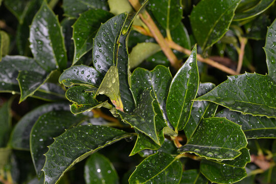 Stechpalme,  Ilex x meserveae, Heckenprach