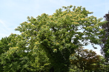 Fototapeta premium Drüsiger Götterbaum, Ailanthus altissima
