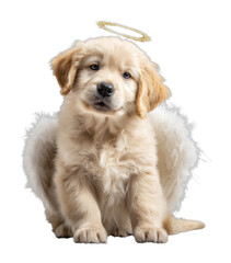 Obraz premium PNG Adorable angelic puppy costume