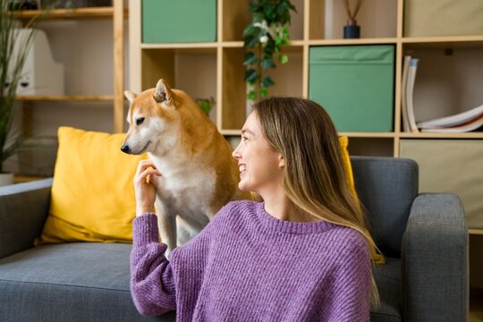 Woman interacting with Shiba Inu dog on sofa in warm living room