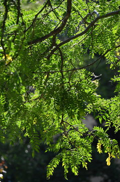 Dornenlose Gleditschie, Gleditsia tracanthos, Skyline