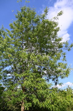 Dornenlose Gleditschie, Gleditsia tracanthos, Skyline